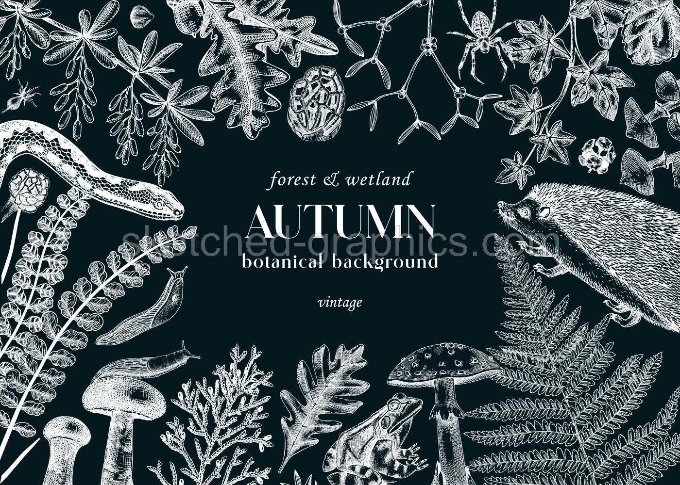 Sketched autumn background on chalkboard. Forest wildlife. Vector illustration with woodland animals, ferns, mushrooms, fall leaves, and autumn plant sketches. Vintage banner, card, design template.  Illustration